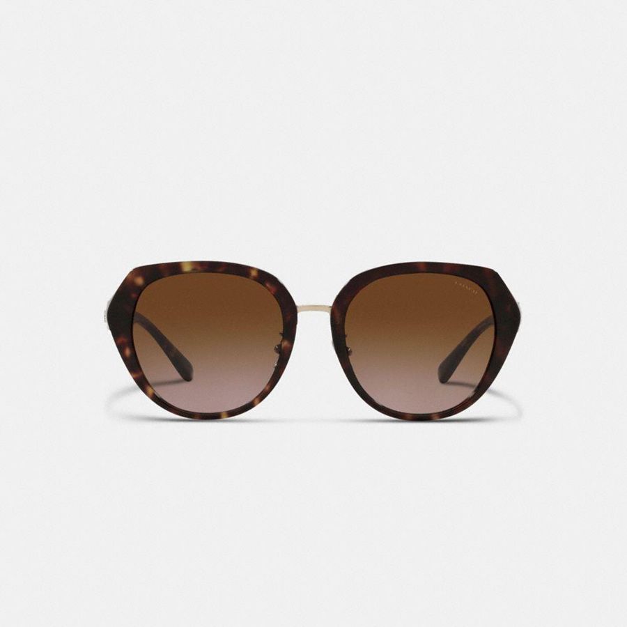Lentes de Sol COACH Horse And Carriage Oversized Round Mujer Marrones | TPZ-069517